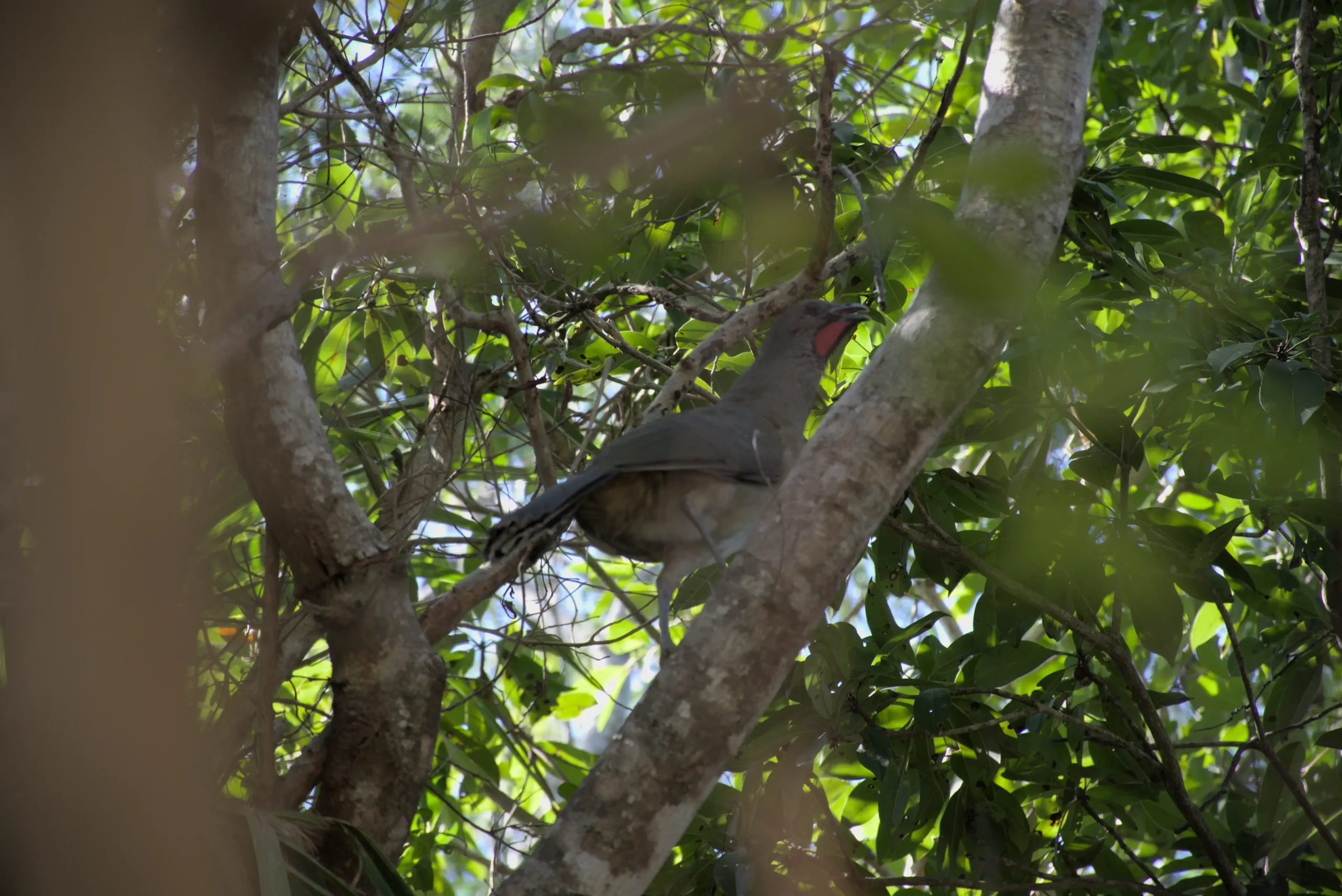 Zona Arqueológica de Tulum Datos Curiosos 36 DSC 0735 1 scaled