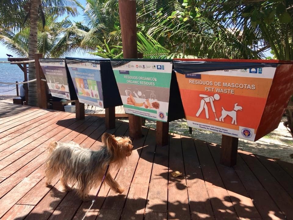 playa para mascotas en cancun